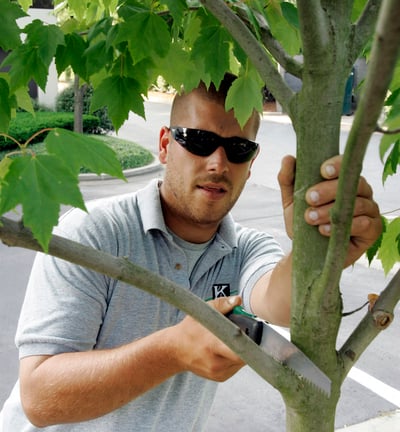 Prune your hedges in the shape of a trapezoid to allow light to penetrate to the lowest foliage. 