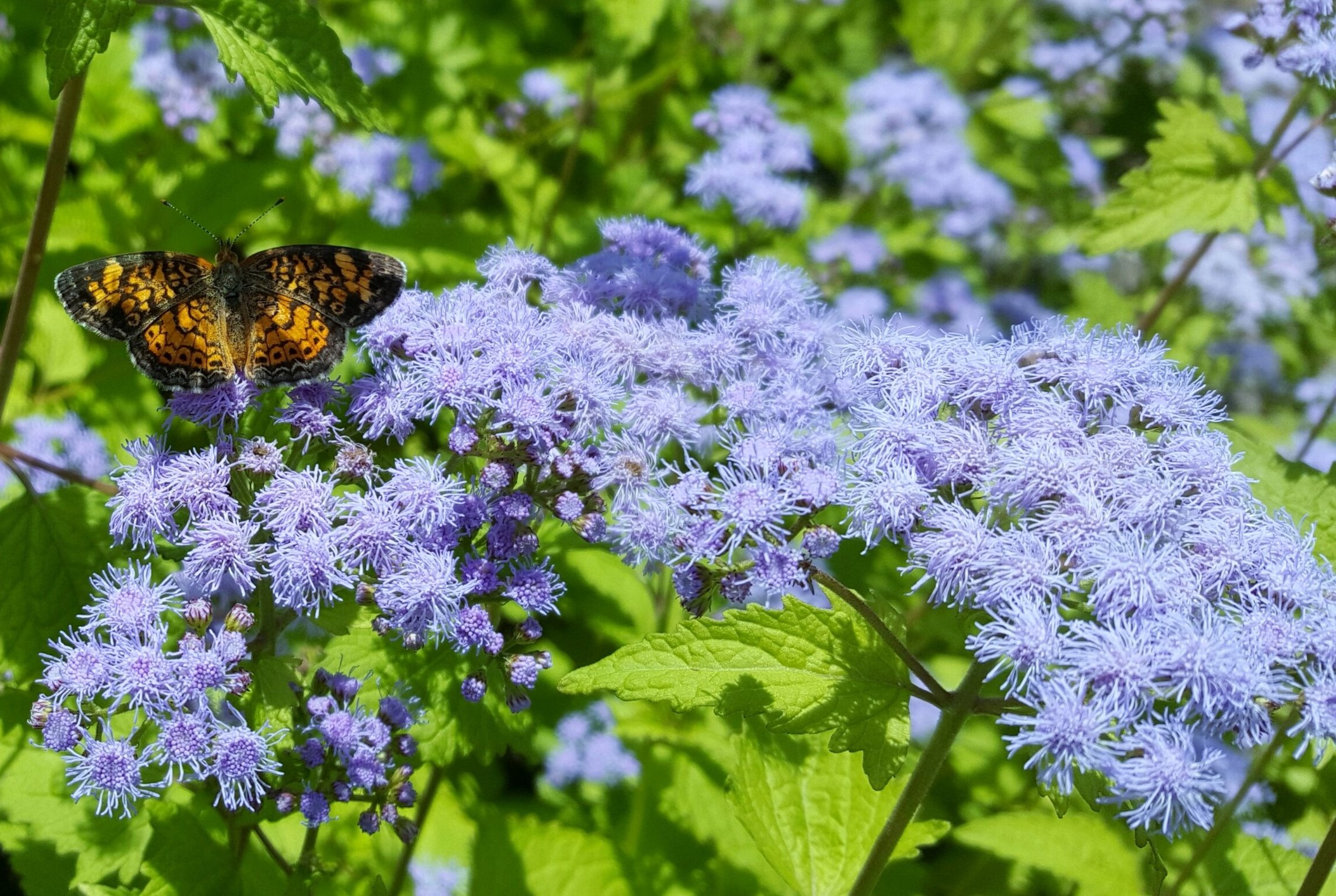 What Are The Best Plants For A Rain Garden In Kentucky?