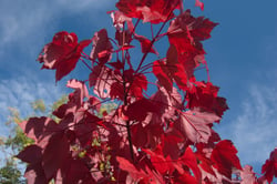 acer rubrum