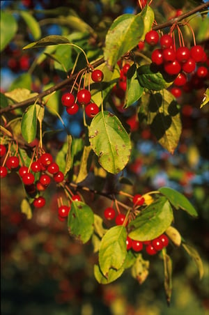 Apple Scab disease on Crabapple Tree