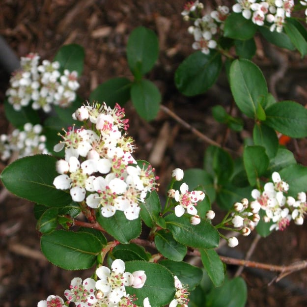 Go Native Our Advice and 15 Native Plants to Include in Your Kentucky