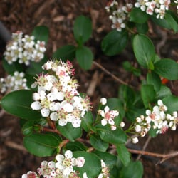 native plants louisville ky