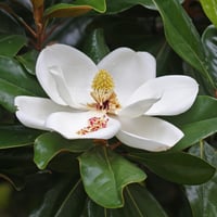 Brackens Brown Beauty Magnolia