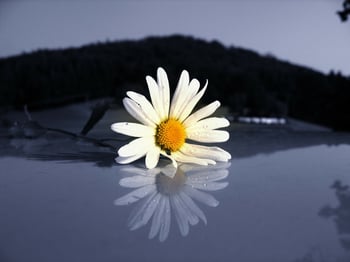 flower reflecting on water
