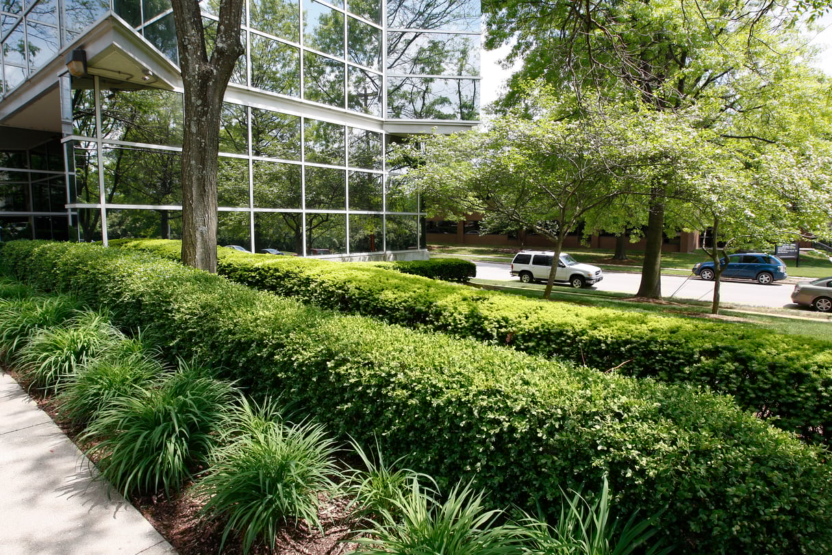 Disease Threatens Boxwoods In Kentucky