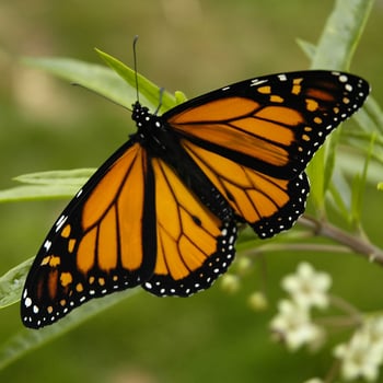 Monarch Butterfly