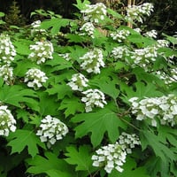 Oak Leaf Hydrangea