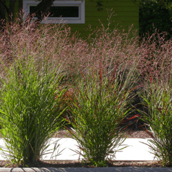 Panicum virgatum