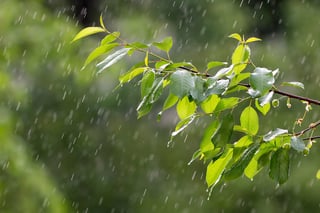 Rain on tree leaves