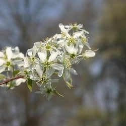 Serviceberry