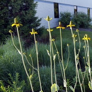 a rain garden-296029-edited.jpg