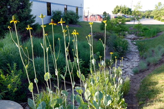 a rain garden.jpg