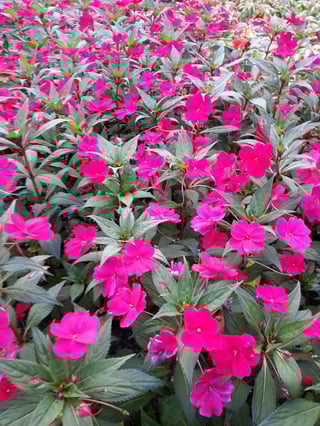 summer annuals