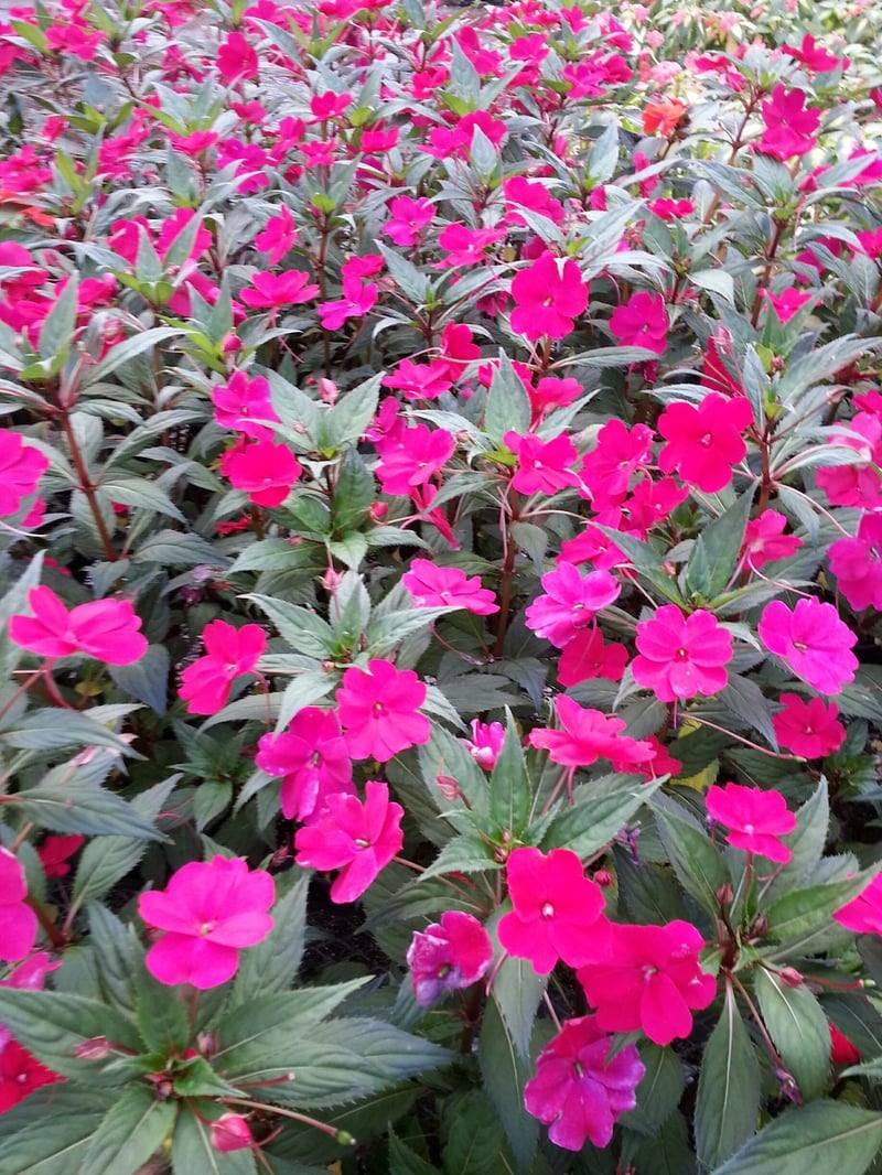 The Best Summer Annuals for Kentucky (Our Top 8 Choices)