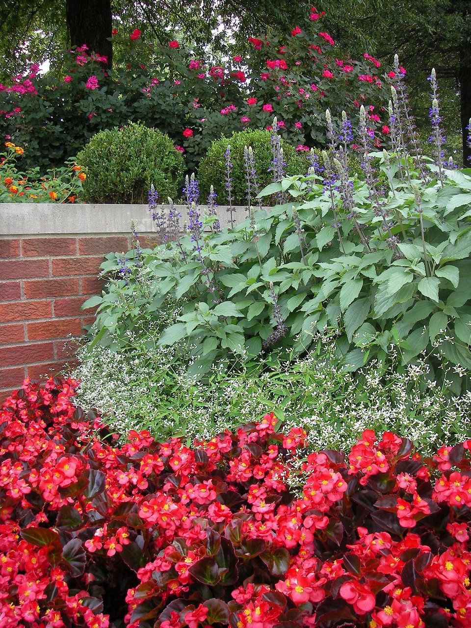 The Best Summer Annuals for Kentucky (Our Top 8 Choices)