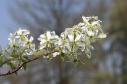 best ornamental trees for kentucky