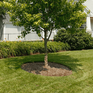 mulch ring around tree