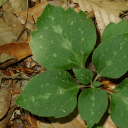 native plant