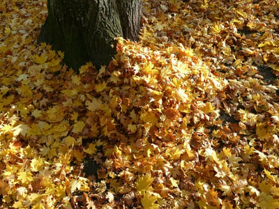 pile of leaves improving soil