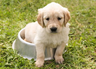 Puppy in bowl on grass