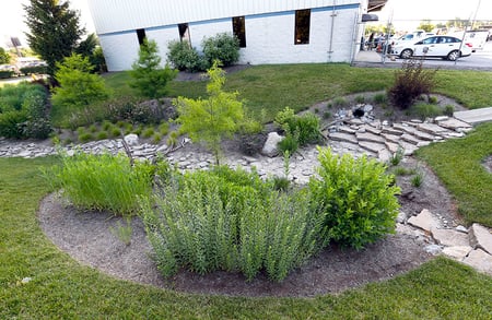 rain garden