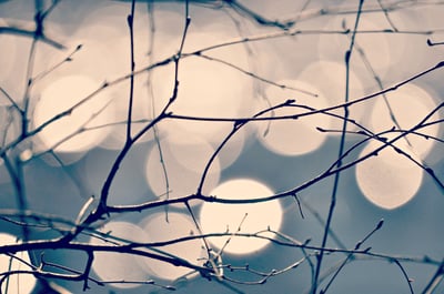 Branches in winter