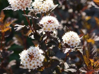 ninebark ninebark