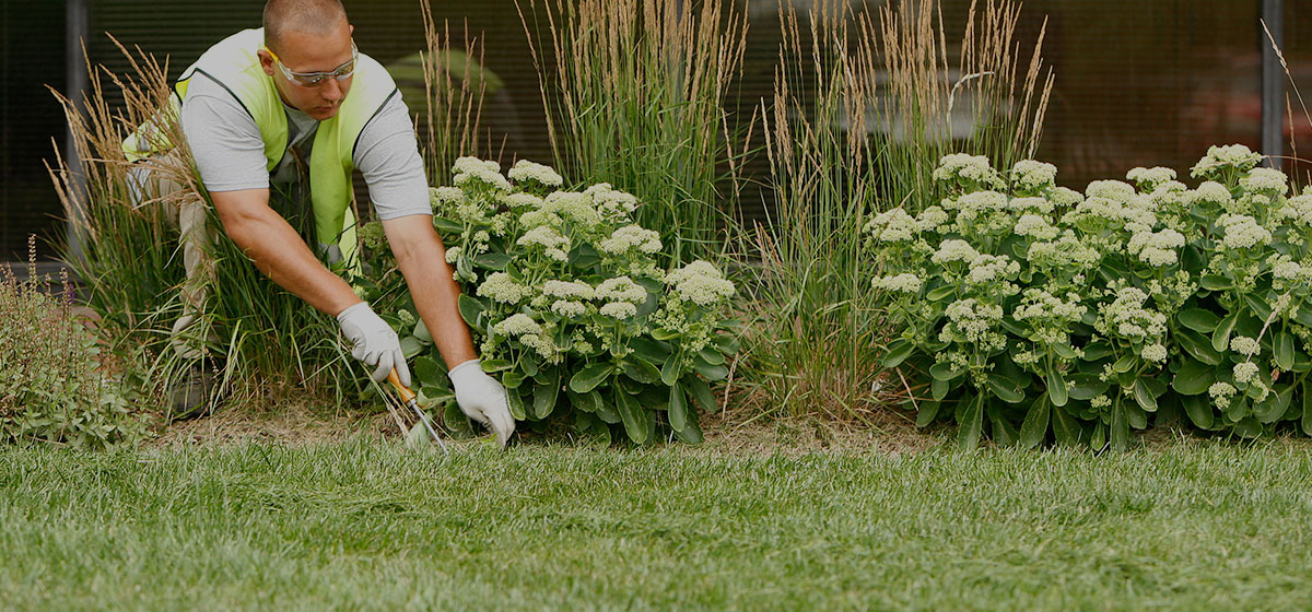 crew leader lawn landscape maintenance lexington kentucky