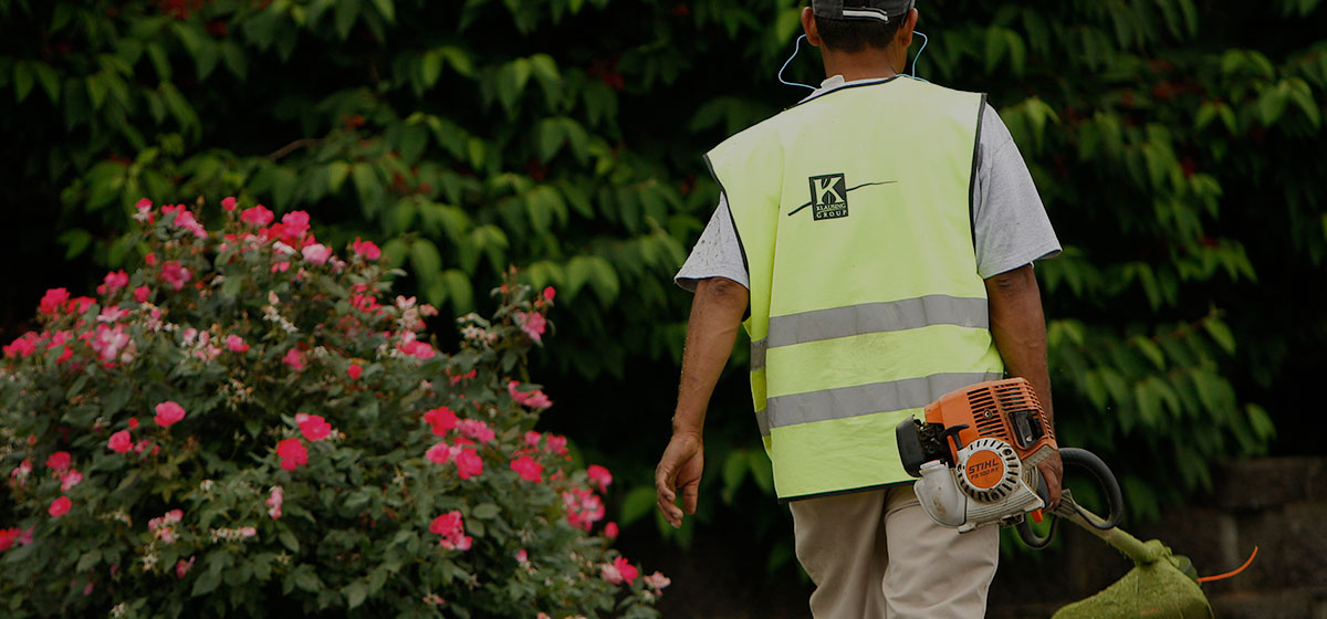 Best Ornamental Trees for Kentucky Our Top 9