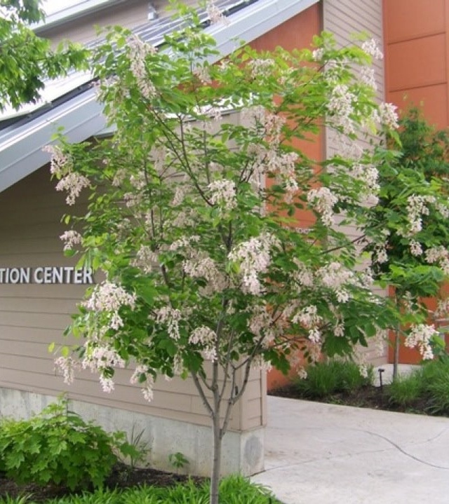 10 Common Plants To Avoid In Kentucky