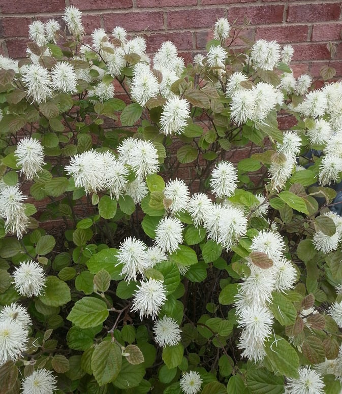 10 Common Plants To Avoid In Kentucky