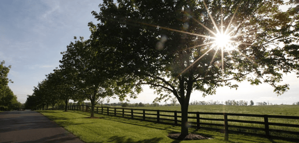 Cities actually have lists of approved and prohibited street trees.