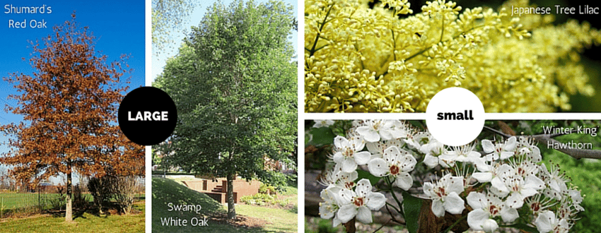 Klausing Group thinks these are four of the best street trees to use on local commercial properties.