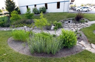 rain garden.jpg