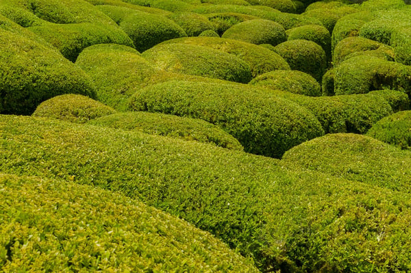 traditional boxwood pruning