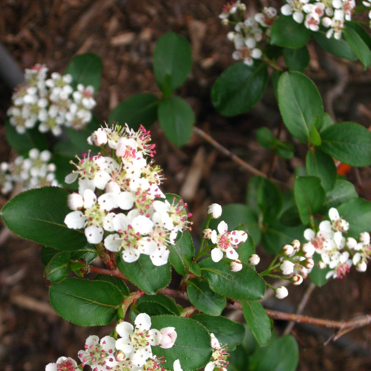 Go Native Our Advice and 15 Native Plants to Include in Your Kentucky