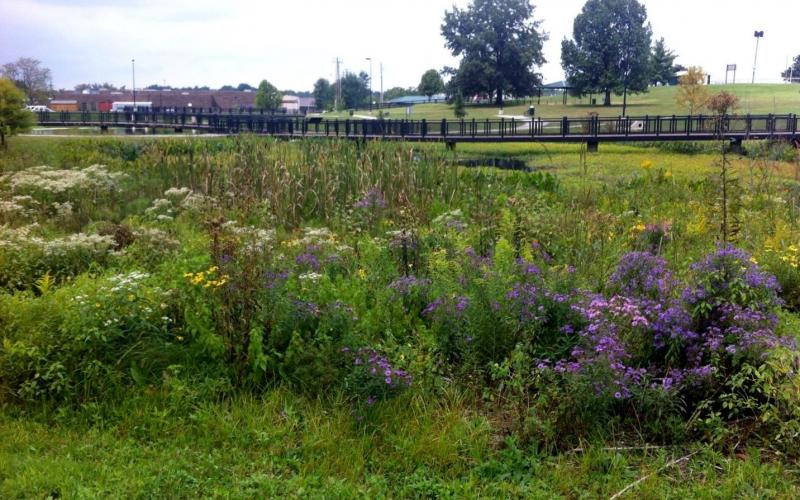 Urban Landscapes and Wildlife at Gainesway Pond