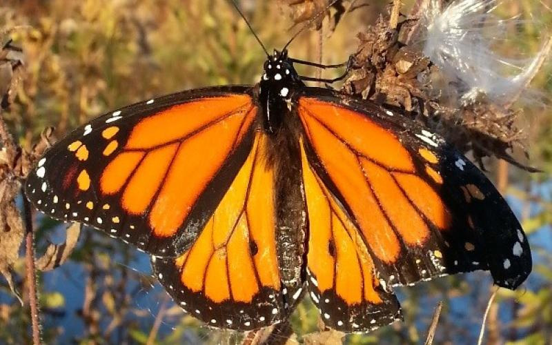 Monarch Butterflies