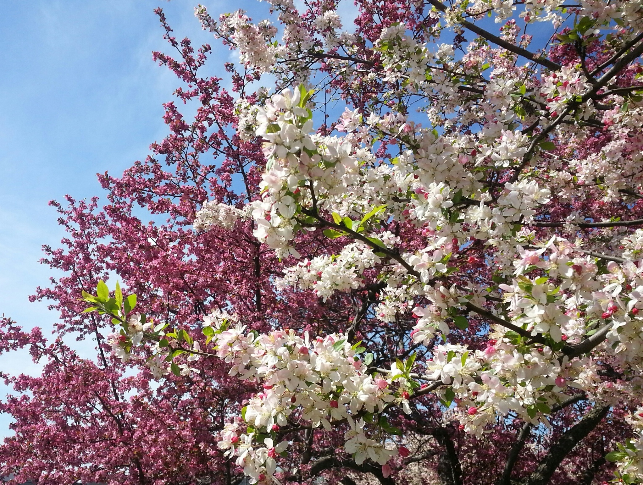 crabappleflowers.jpg